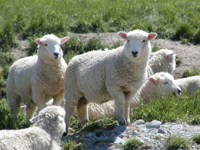 写真:テアナウへのドライブとマナポウリ湖