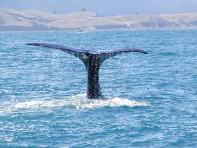 写真:マッコウクジラのホエールウォッチ