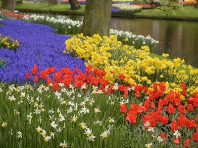 写真:キューケンホフ公園のチューリップ