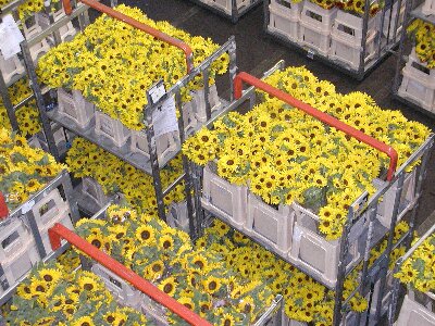 写真:アールスメア生花市場