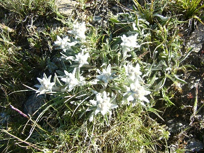 写真:ロートホルンからハイキングでエーデルワイスに出会う