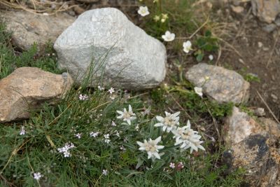 写真:エーデルワイスの丘