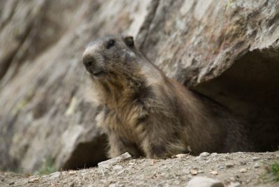 写真:シュピールボーデンのマーモット