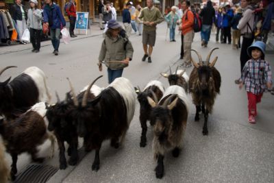 写真:ロートホルンと羊にお別れ