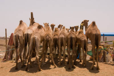 写真:らくだ市と砂漠の岩山ハフィート山そして宮殿