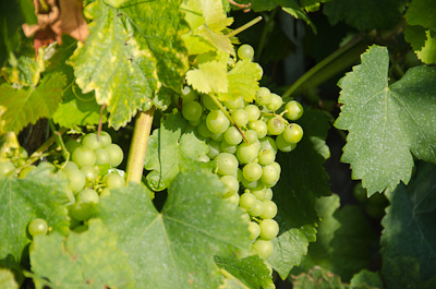 写真:世界遺産ラヴォー地区ハイキング1